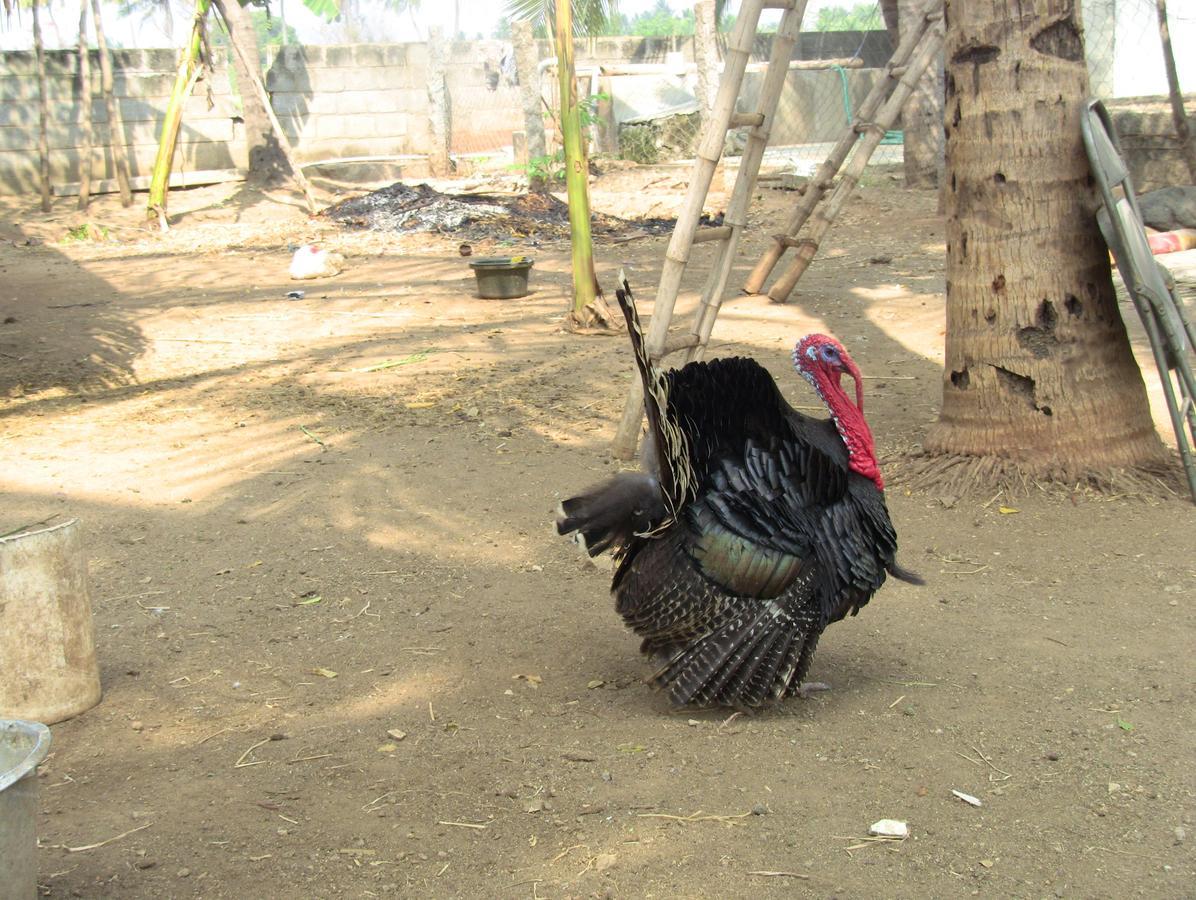 Holiyday In Vgf Farm House Dānishpet 外观 照片