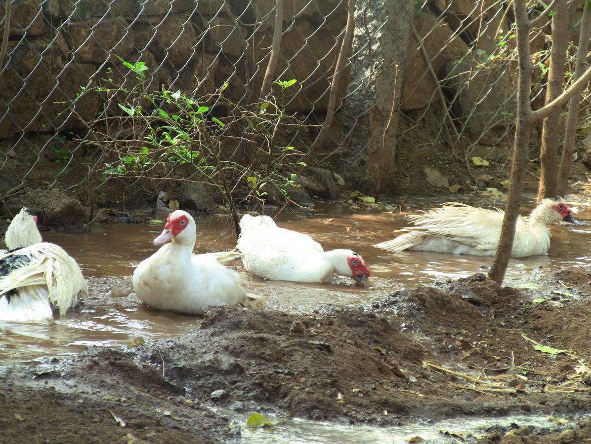 Holiyday In Vgf Farm House Dānishpet 外观 照片